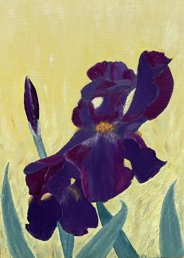 Rosemarie Schwertlilie IMG 1684